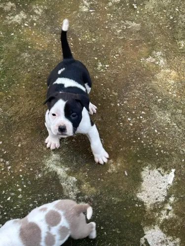 American bully