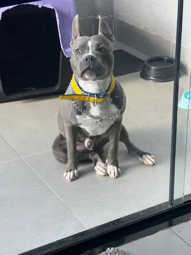 American Bully para cruzar
