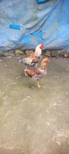 Vendo 4 Galo juntos