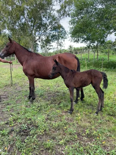 Égua mangalarga