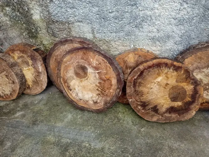 Vendo bolacha de pinheiro