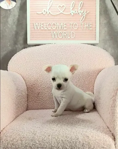 Chihuahua,Chihuahua Filhote Pronto Para Novo Lar