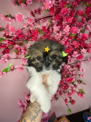 Lhasa apso