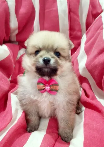 Vendo Lindos Filhotes Spitz Alemão 