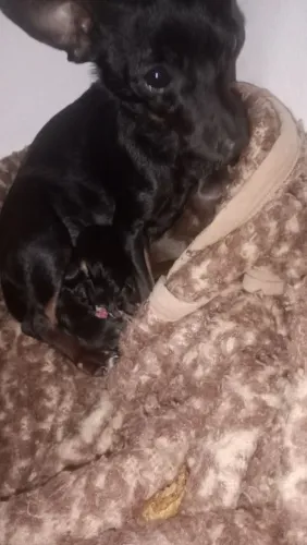 Cachorro pinther