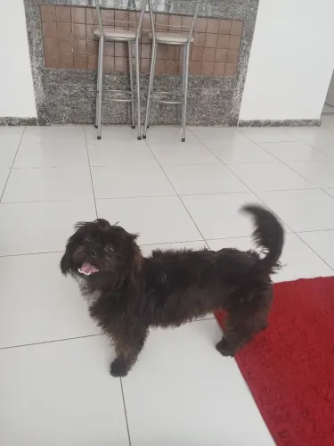 Pet doação responsável 