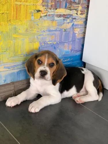 Beagle Seu novo amigo pode estar esperando exatamente por você