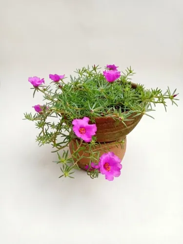 Planta florida no vaso de barro.