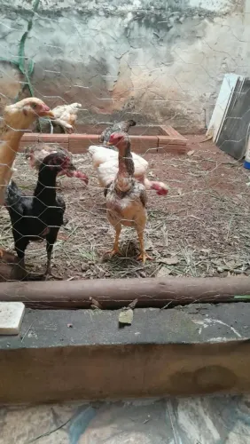 Galinhas caipiras