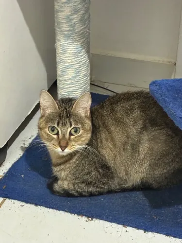 Gata
