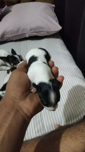 Filhotes de pinscher