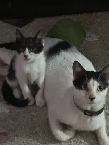 Adote essas duas lindezas