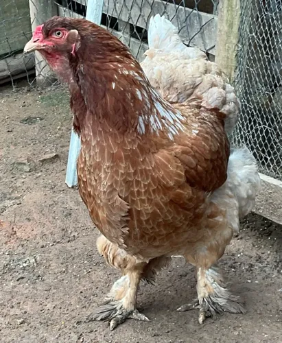 Casal de galo e galinha Brahma