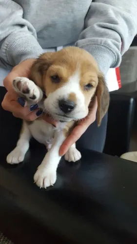 Beagle filhotes disponiveis - Vacinados e vermifugados