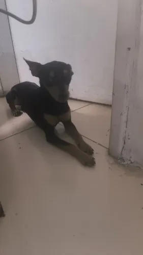 Pincher cachorro para doação 