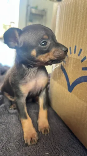 dois cachorros machos da raça pinscher 0