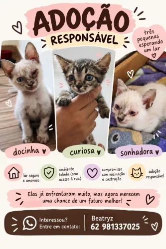 gatinhas para adoção responsável 