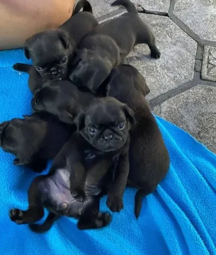 Filhotes de Pug |Um pet cheio de alegria.