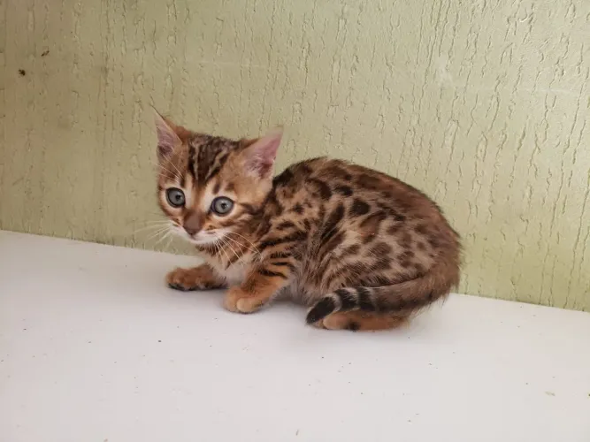 Filhote de gato bengal.