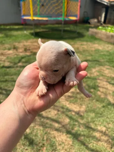 Buldogue francês