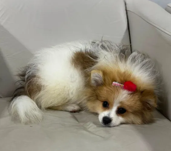 Spitz Alemão