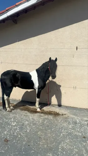 Cavalo garanhão pampa de preto