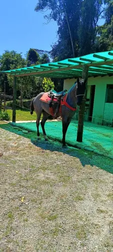 Mouro venda ou troca