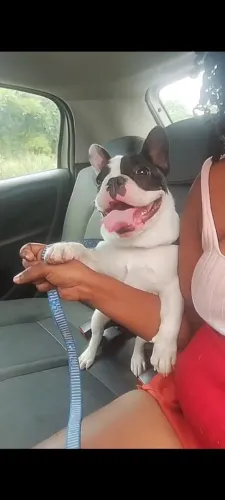Bulldog francês