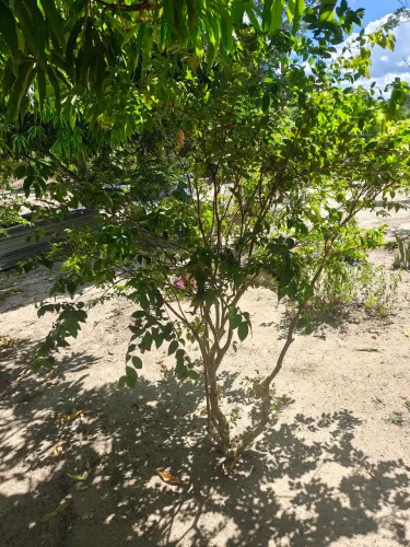 Jabuticaba de Vaso (já produzindo)