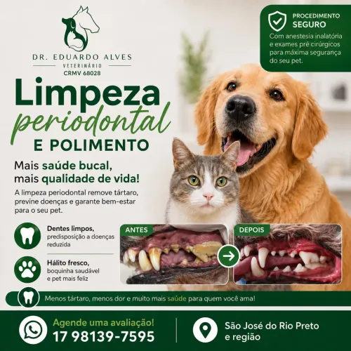 Veterinário 