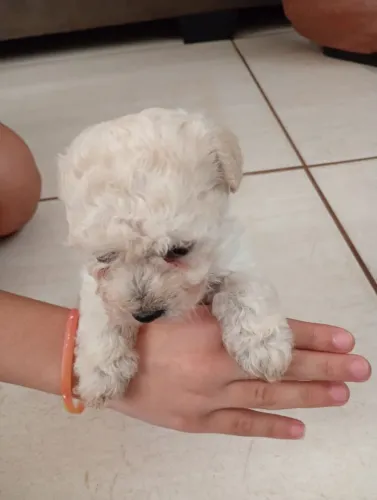 Filhote de poodle macho