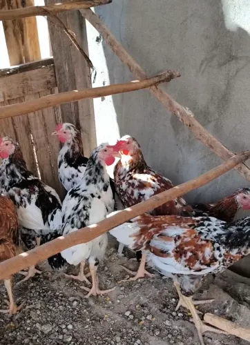 Frango mestiço de gsb(porte grande)