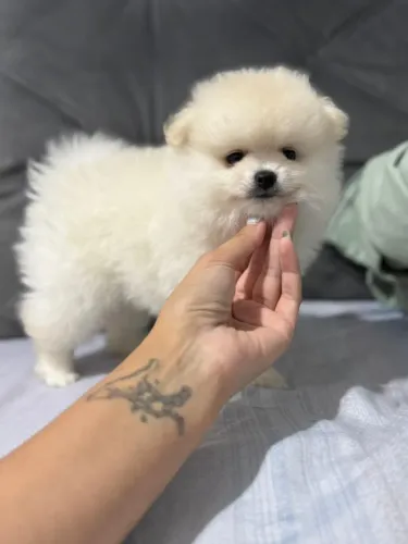 Cachorro Lulu da Pomeran com promoção especial de Julho