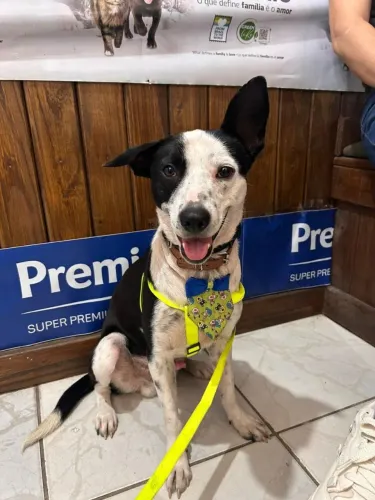 Doa-se cachorrinho