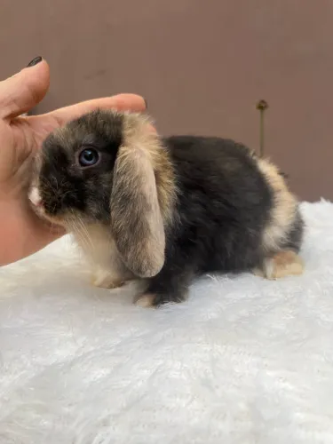 Mini coelho