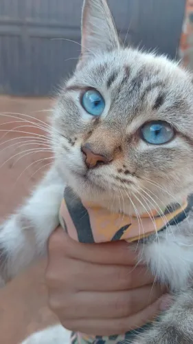 Doação urgente de gatos 