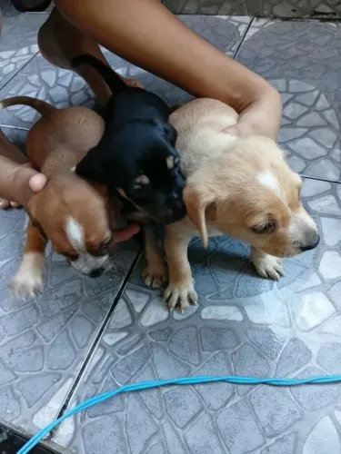Doa se cachorros
