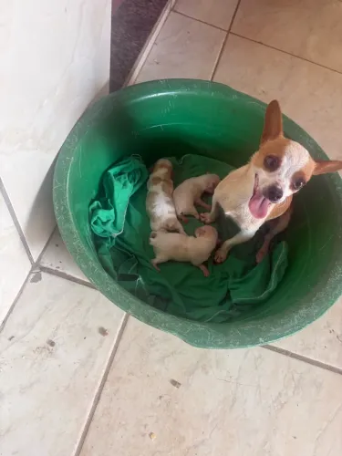 Cachorro pinscter