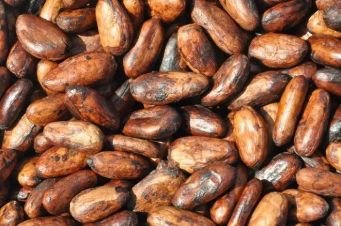Cacau Amendoa