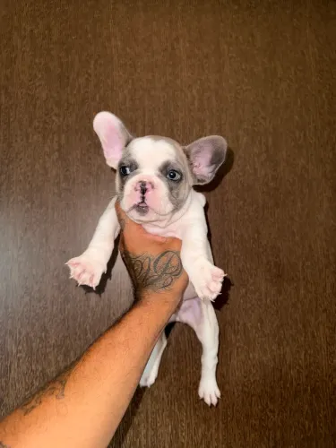 Bulldog francês 