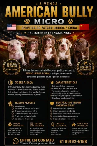 Filhotes de American Bully micro 