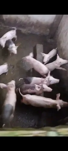 Vendo lote de suínos