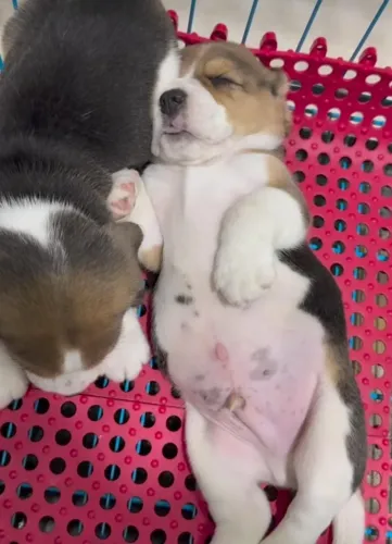 Filhotes de Beagle | Carinho que inspira felicidade.