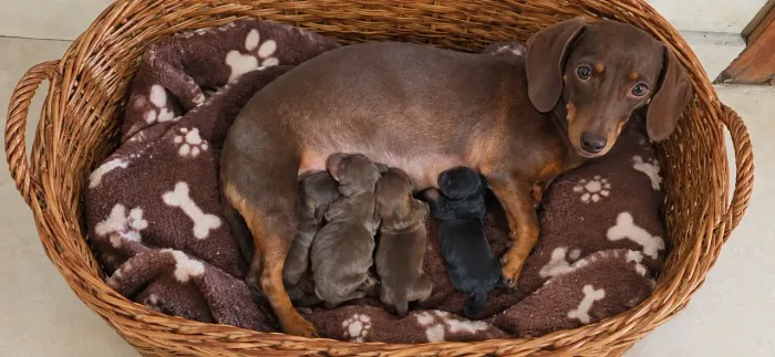 Dachshund