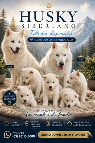 HUSKY SIBERIANO BRANCO ? NINHADA ESPECIAL