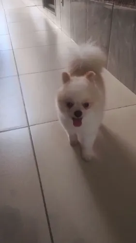 Vendo lulu da Pomerânia Machinho 