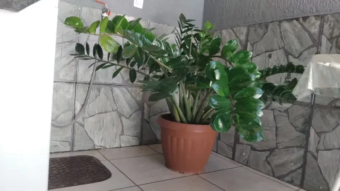 Lindas planta zamioculcas gigante