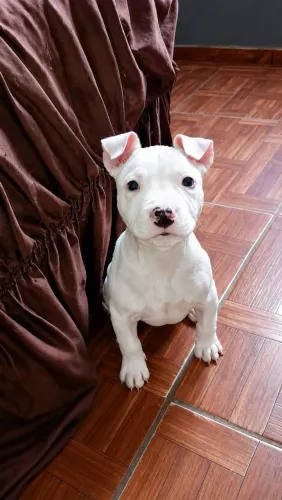 Cachorro 
