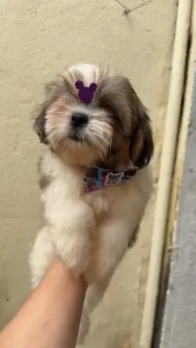 Shih-tzu fêmea