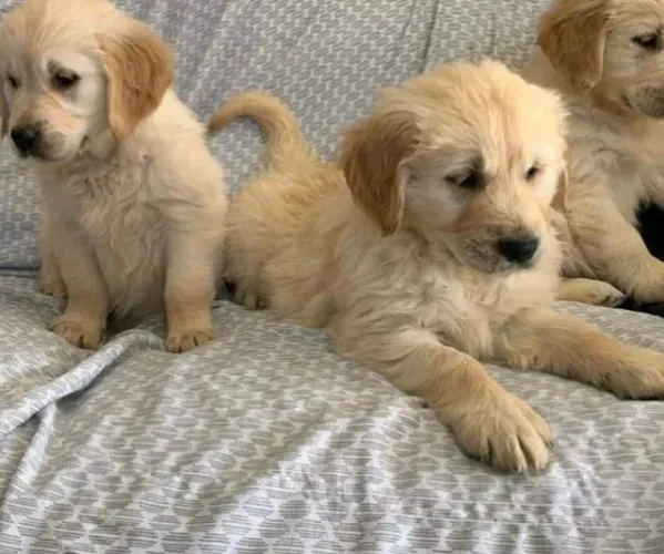 Filhotes de Golden Retriever | Sempre cercado de admiração.